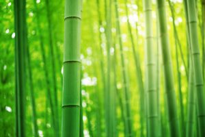 Is Bamboo in the Automotive Industry's Future?