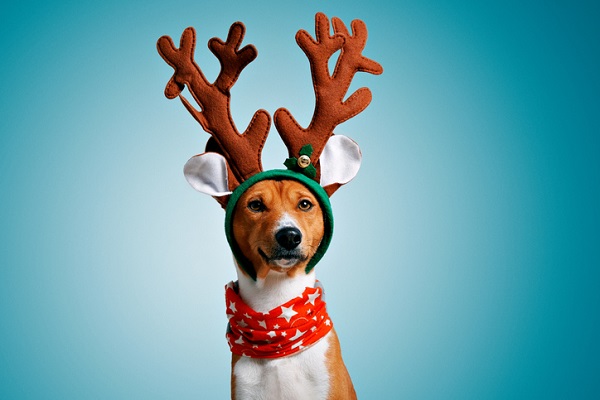 Leave the antlers to Rudolph—or maybe, in this case, to Fido