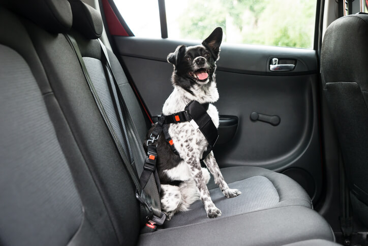 An auto detailing training grad driving with a medium-sized dog in the backseat